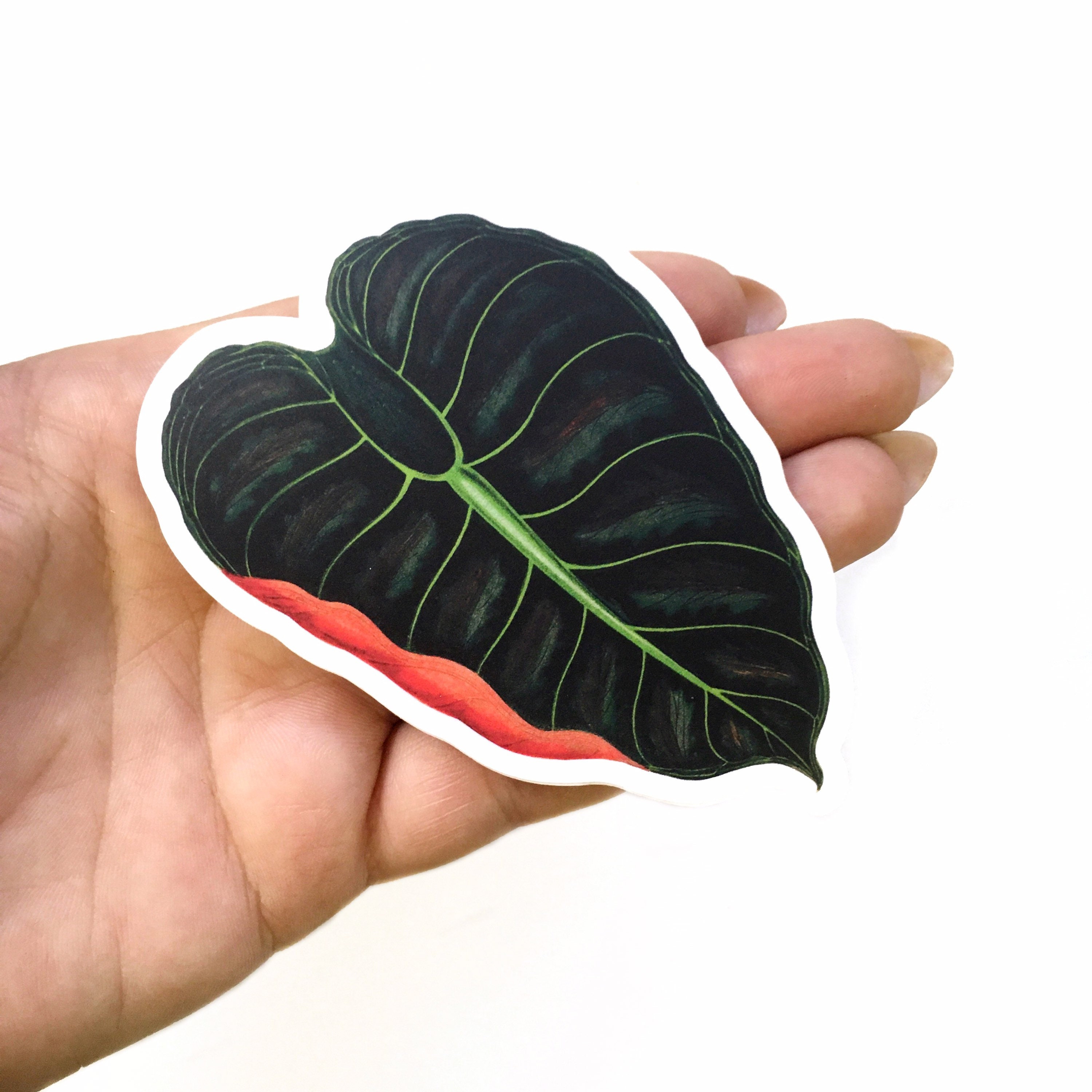 Alocasia Stickers Vinyl, Laptop Sticker Pack, Vintage Decal, Botanical Illustration Plant Mom Plants Green Thumb, Black Velvet, Tropical