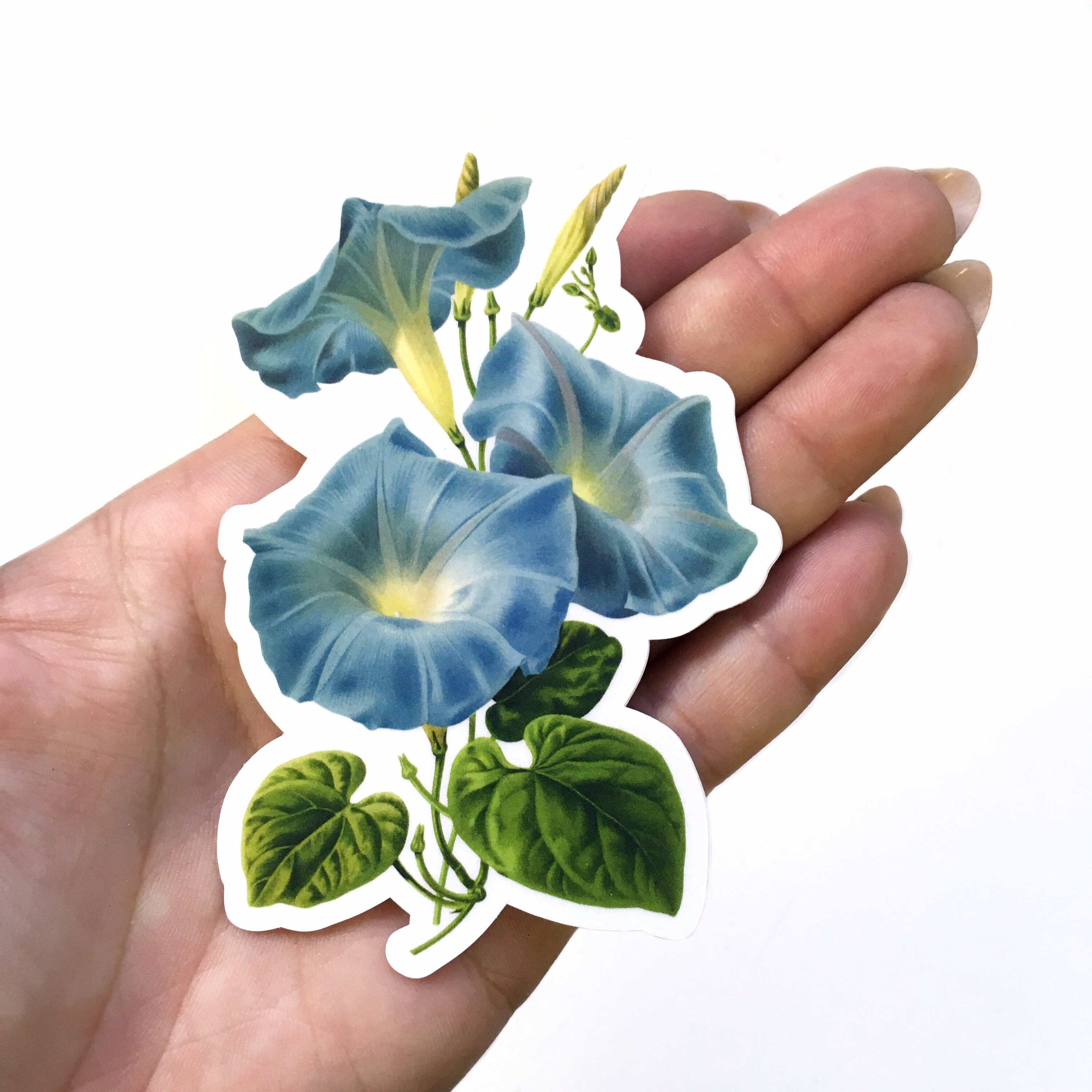 Morning Glory Stickers Vinyl, Flower Laptop Sticker Pack, Vintage Decal, Botanical Illustration Plant Mom Plants Green Thumb, Cottage Core - Thumbnail 2