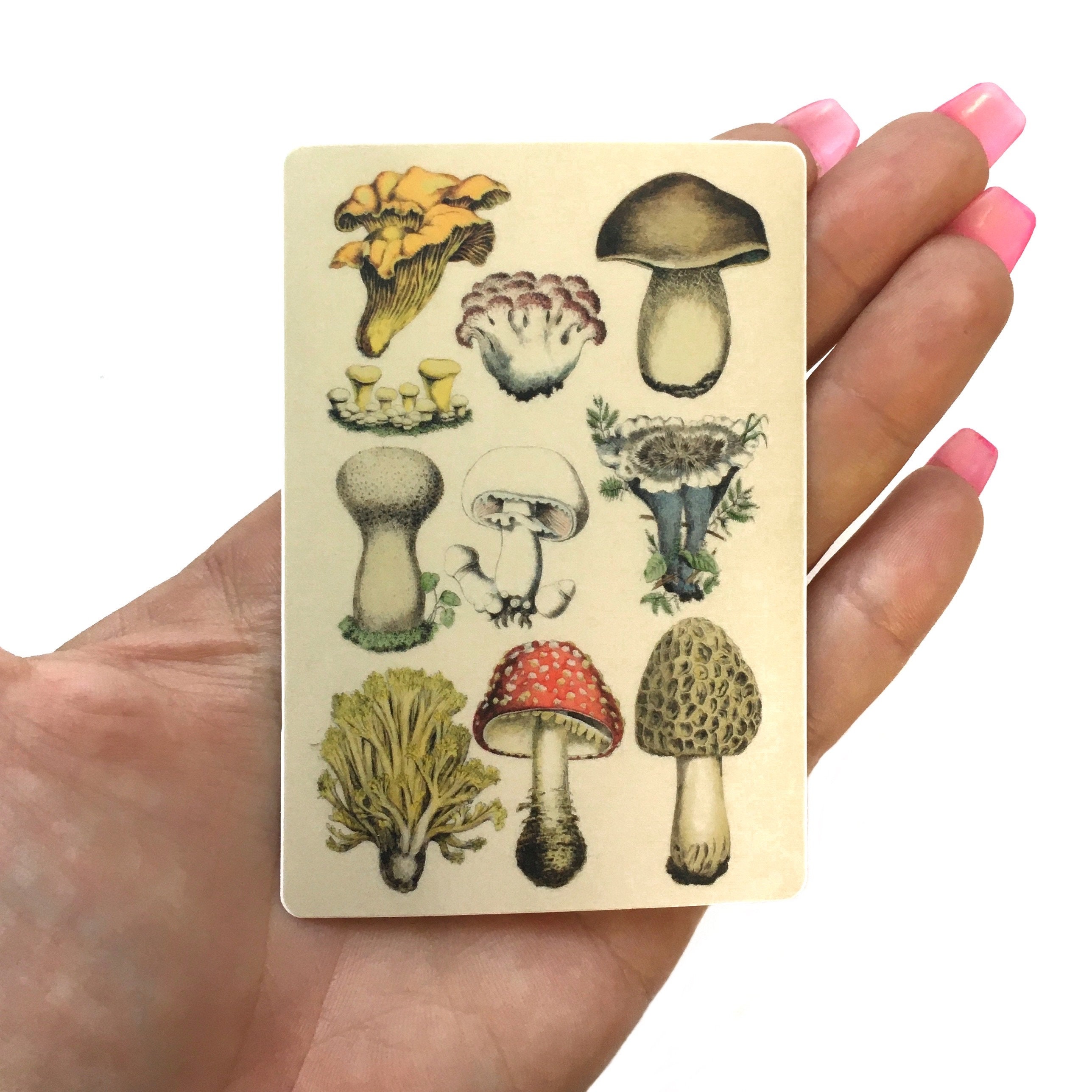 Vintage Mushrooms Sticker, Antique Vinyl Stickers Laptop, Retro Bumper Decals, Outdoor Car Yeti Phone Decal, Waterbottle Florida Botanical