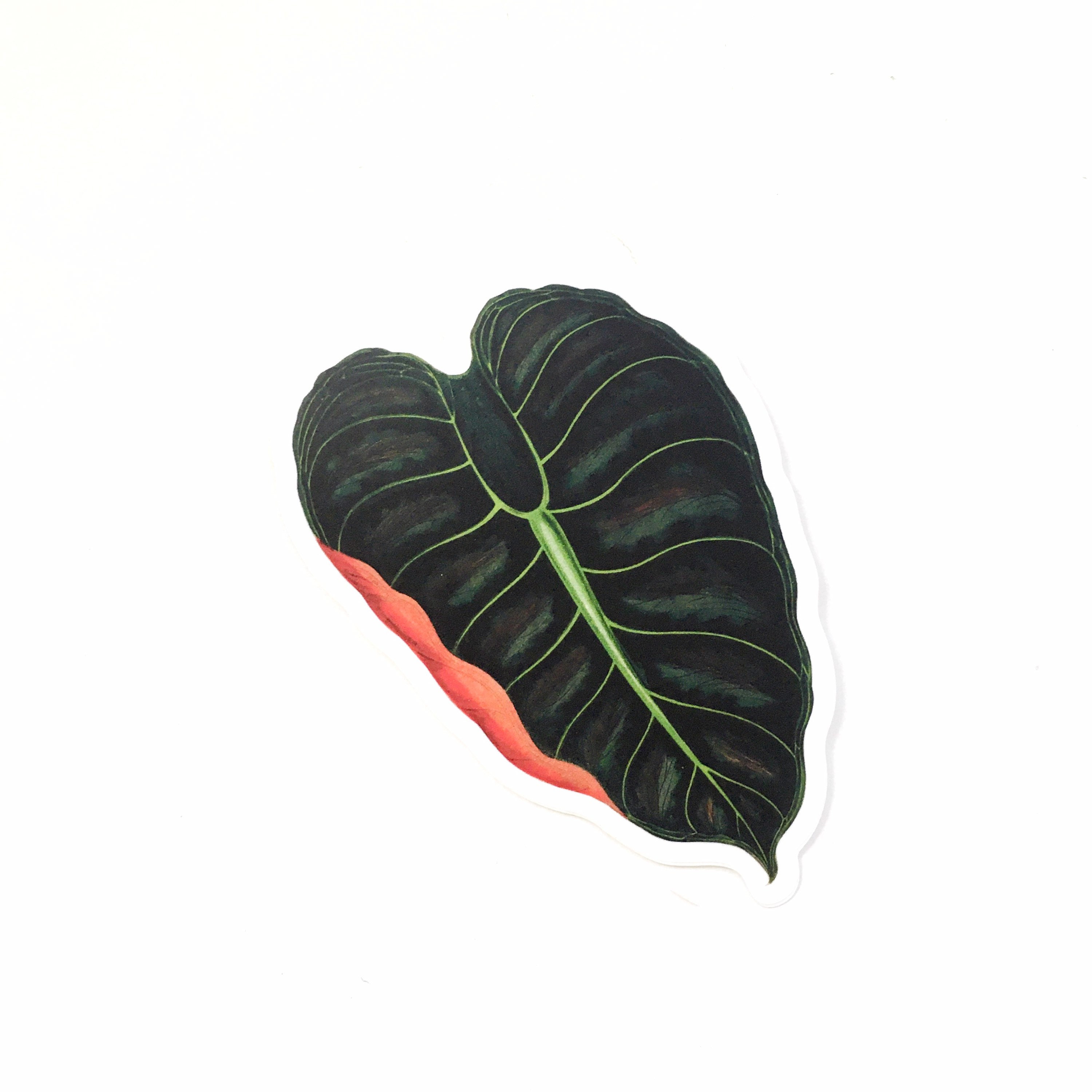 Alocasia Stickers Vinyl, Laptop Sticker Pack, Vintage Decal, Botanical Illustration Plant Mom Plants Green Thumb, Black Velvet, Tropical - Thumbnail 2