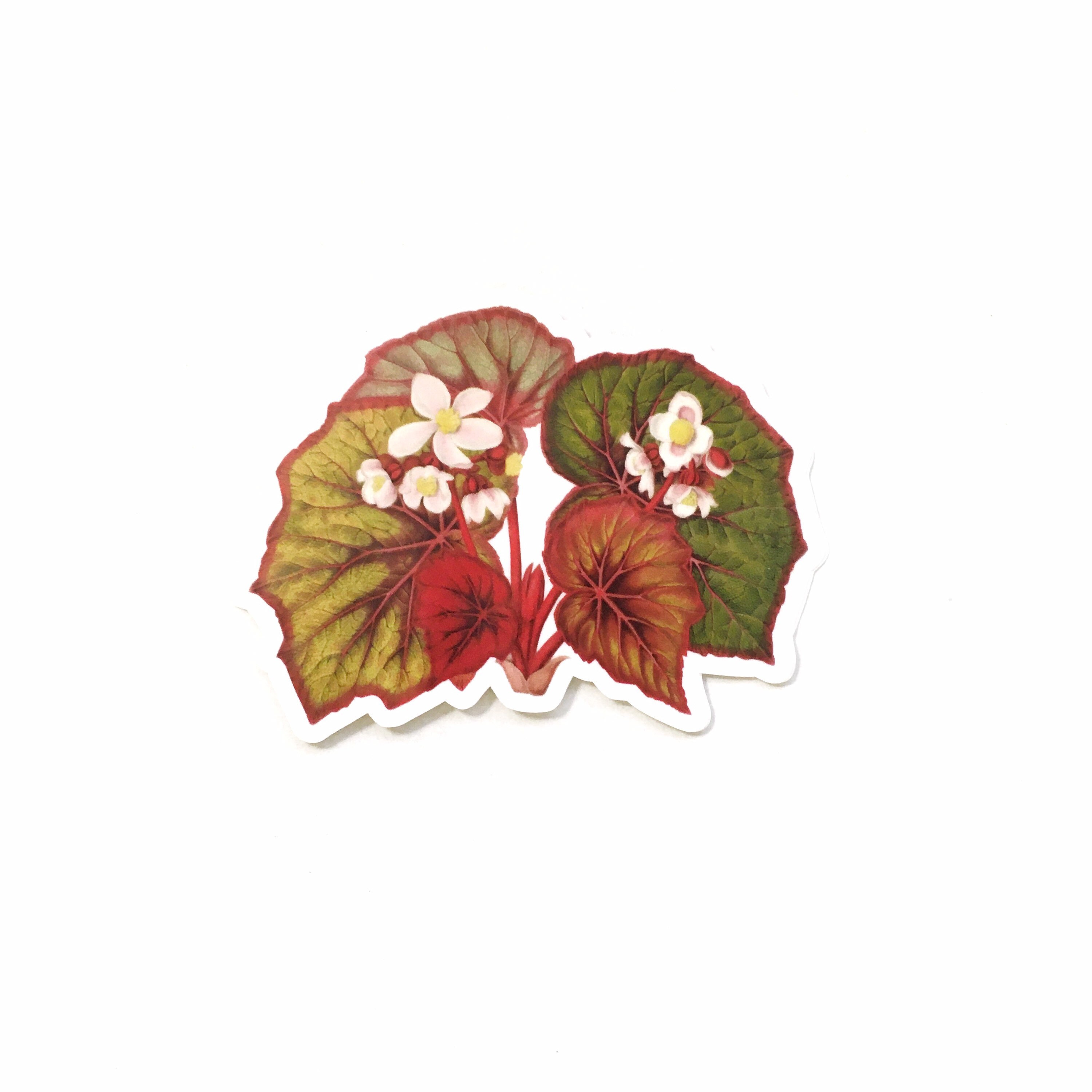 Begonia Vinyl Stickers, Vintage Botanical Antique Botanicals, Laptop Sticker Pack, Outdoor Plant Decal, Macbook Water bottle Yeti - Thumbnail 2