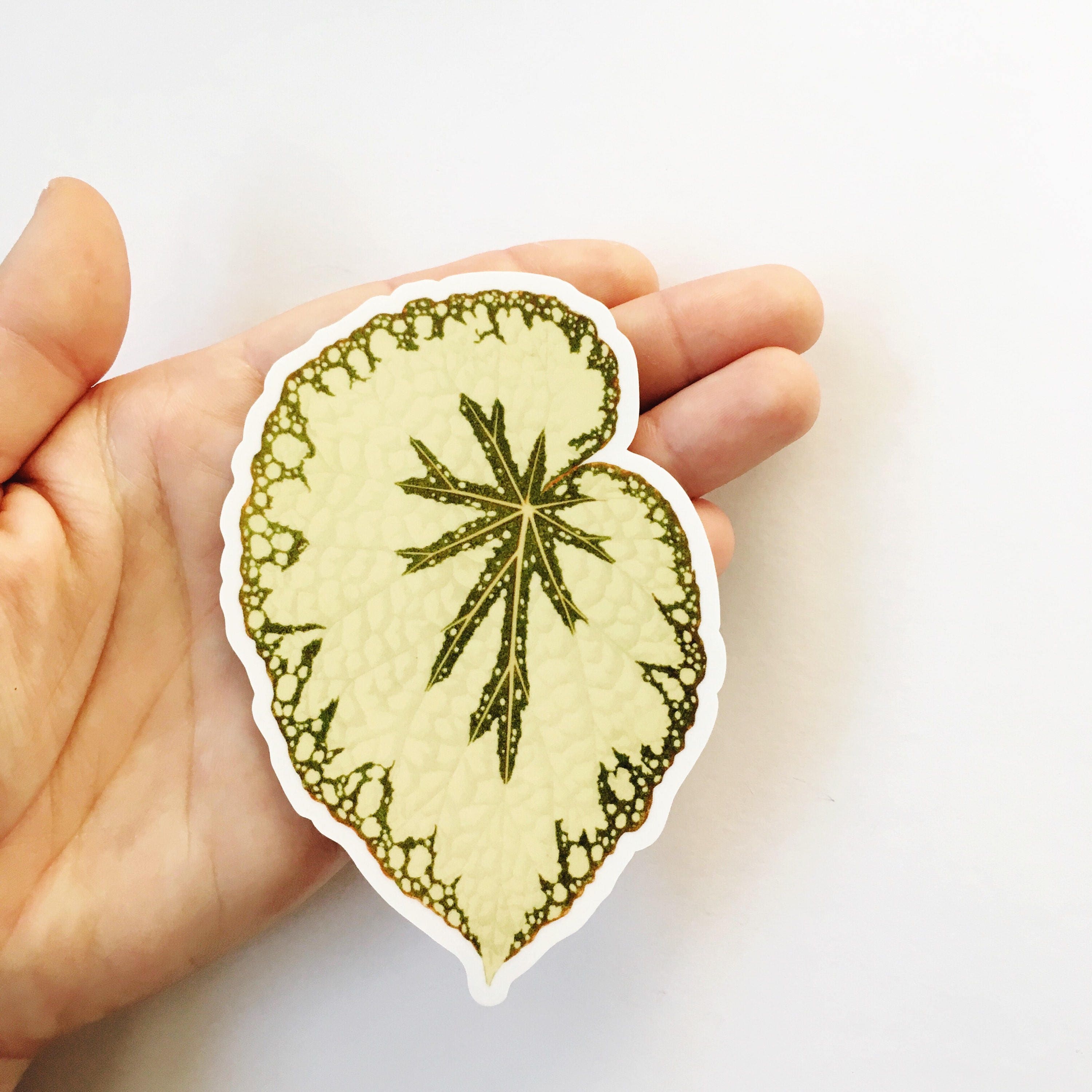 Begonia Leaf Sticker, Vinyl Stickers, Vintage Botanical Antique Botanicals, Laptop Sticker, Outdoor Plant Decal, Macbook Waterbottle Yeti