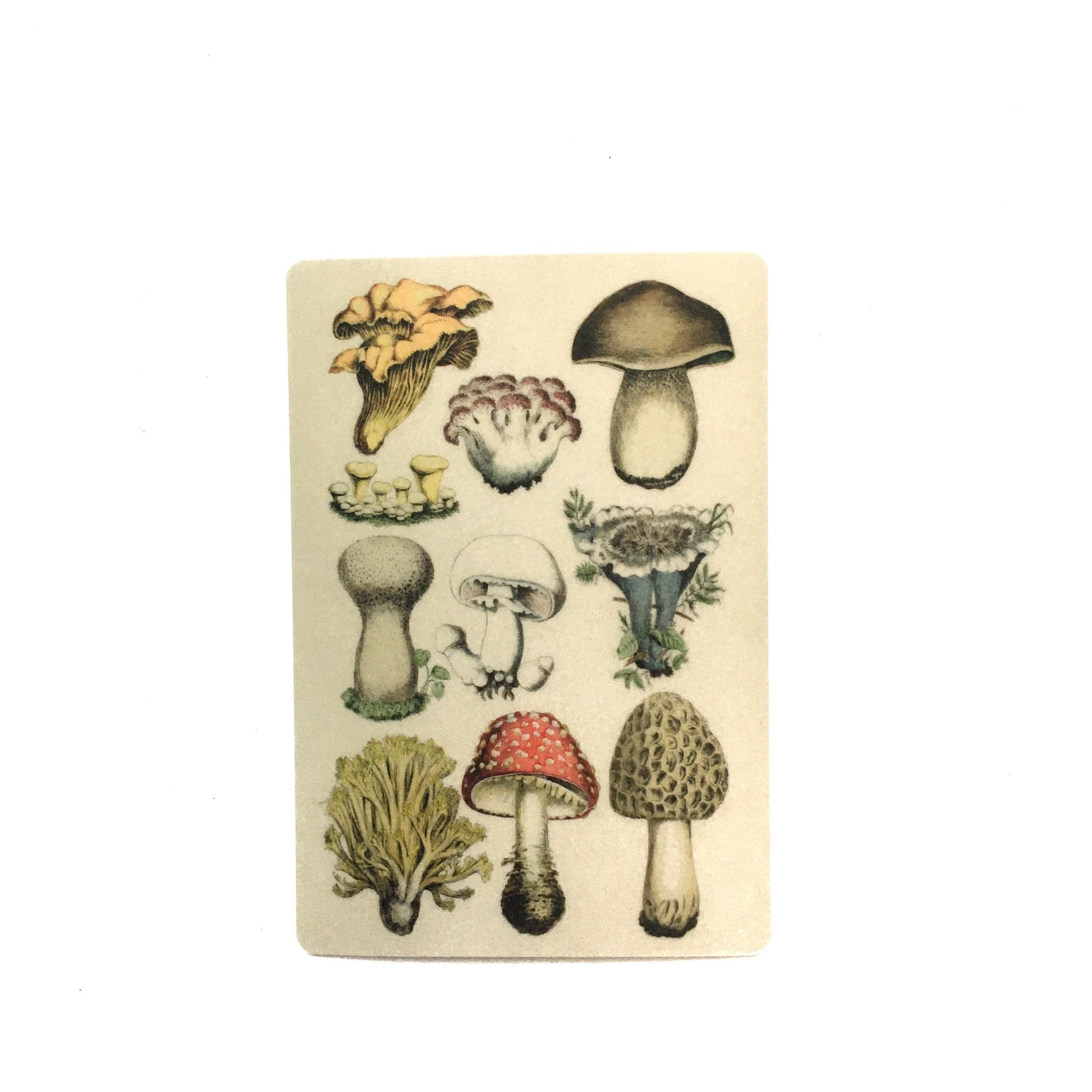 Vintage Mushrooms Sticker, Antique Vinyl Stickers Laptop, Retro Bumper Decals, Outdoor Car Yeti Phone Decal, Waterbottle Florida Botanical - Thumbnail 2