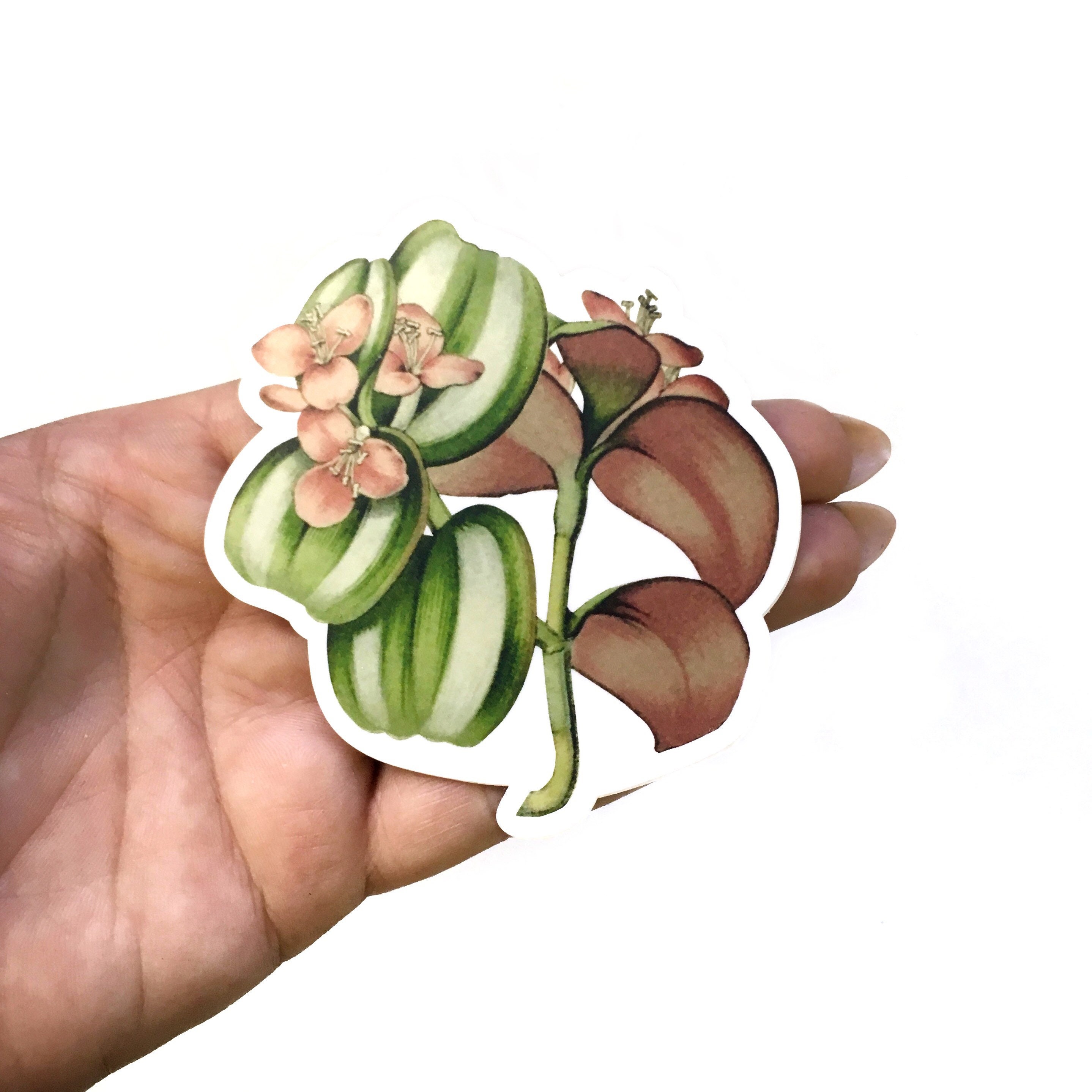 Tradescantia Zebrina Stickers, Wandering Jew Laptop Sticker Pack, Vintage Botanical Illustration Decals, Plant Mom Decal, Plants Ephemera - Image 1