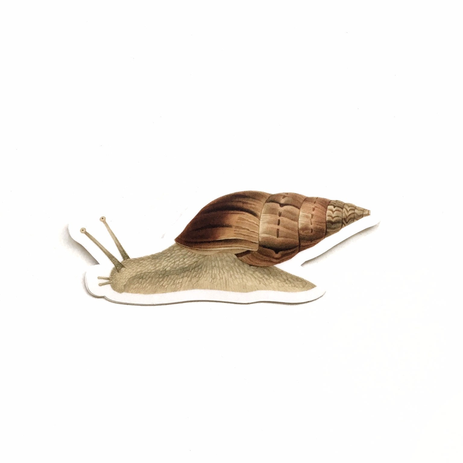 Snail Sticker, Vintage Botanical, Vinyl Sticker Pack, Antique Sea Life, Ocean Laptop Stickers, Garden Gifts Snail Shell, Weird Junk Journal - Thumbnail 5