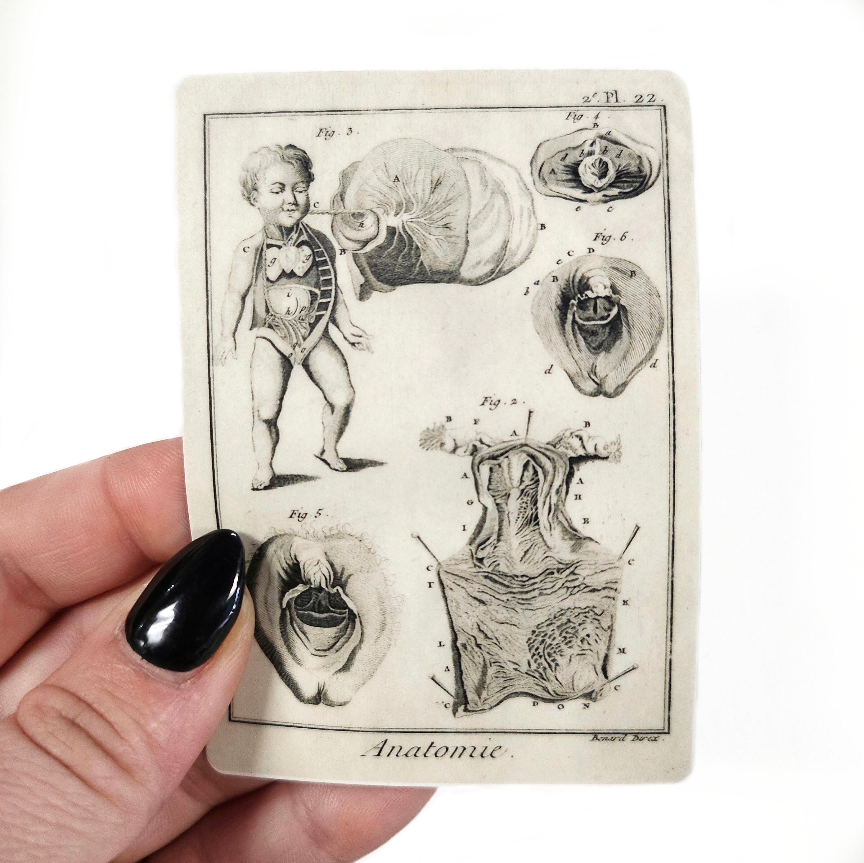 Female Anatomy Sticker, Anatomical Woman Genitalia, Women's Reproductive Rights, Pro Choice, Weird Medical Diagram, Doctor Nurse GYN