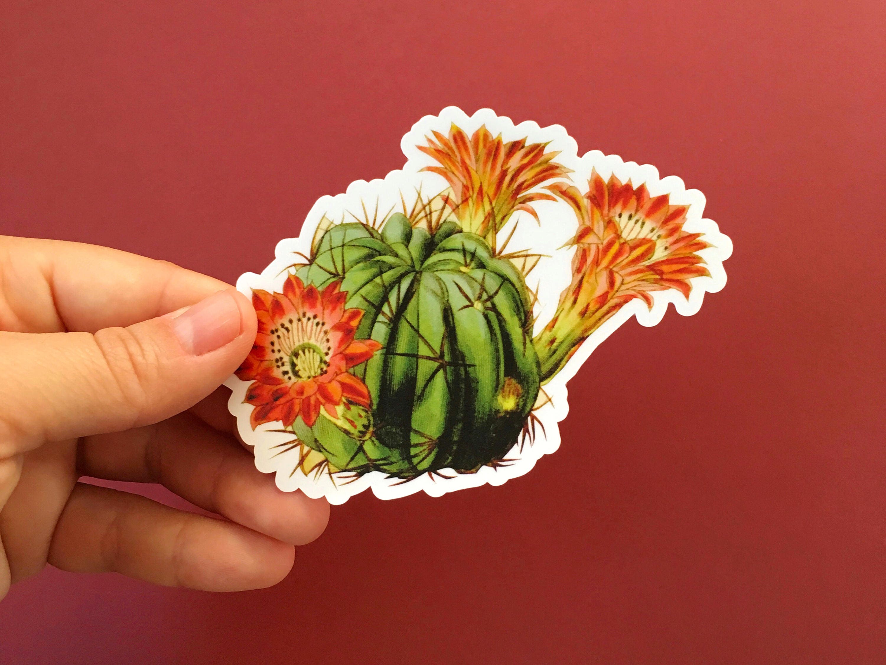 Desert Cactus Sticker, Red Flower Vintage Vinyl Stickers, Succulent Sticker Pack, Nature Plant Lover Decal, Laptop Decals, Antique Botanical