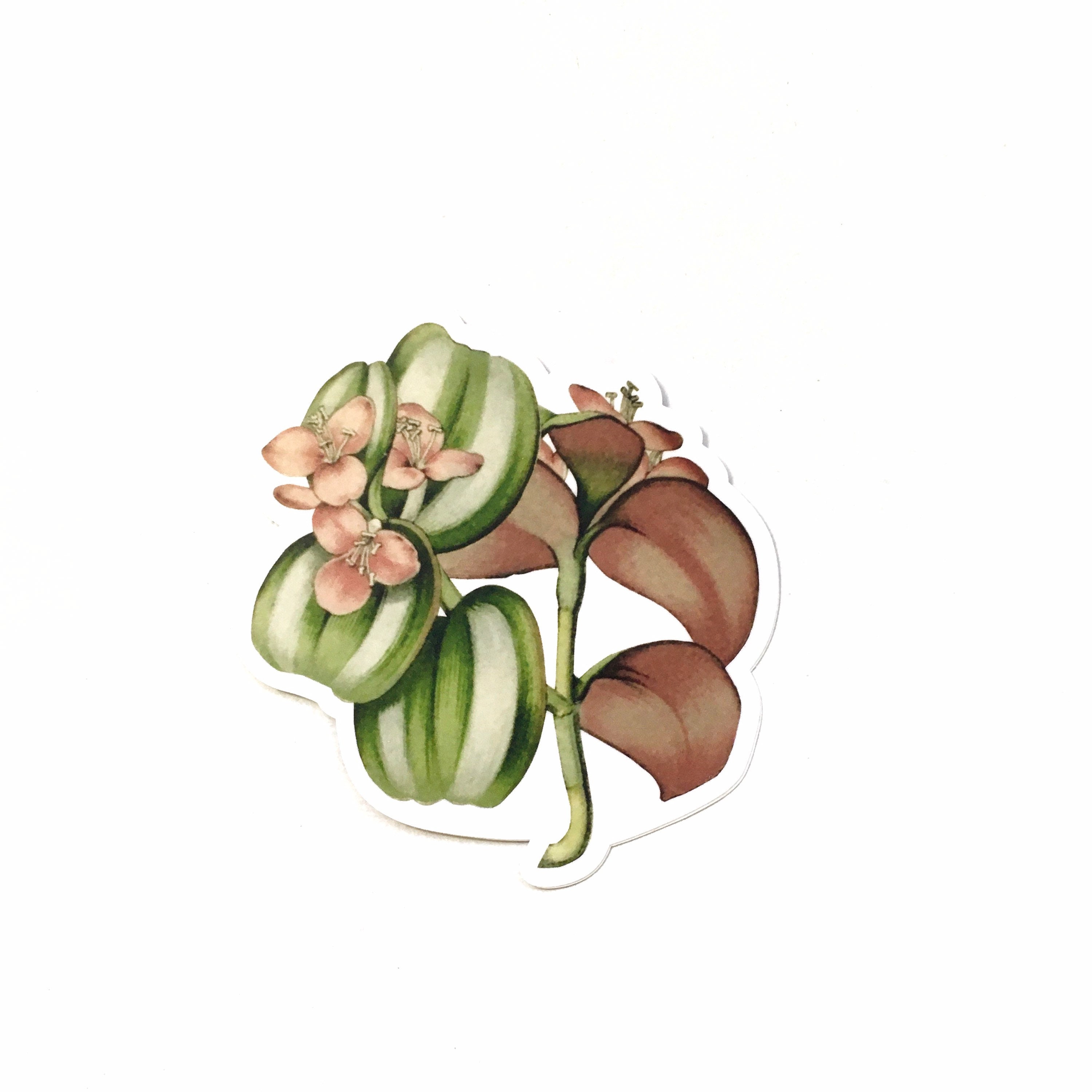 Tradescantia Zebrina Stickers, Wandering Jew Laptop Sticker Pack, Vintage Botanical Illustration Decals, Plant Mom Decal, Plants Ephemera - Thumbnail 2