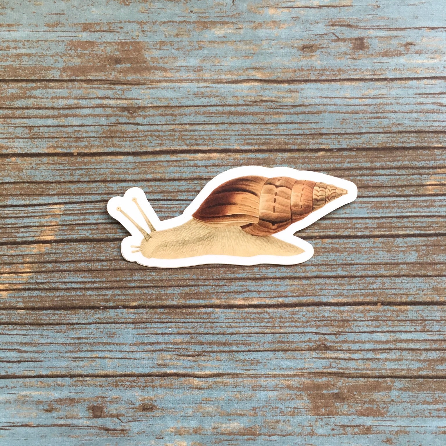 Snail Sticker, Vintage Botanical, Vinyl Sticker Pack, Antique Sea Life, Ocean Laptop Stickers, Garden Gifts Snail Shell, Weird Junk Journal - Thumbnail 2