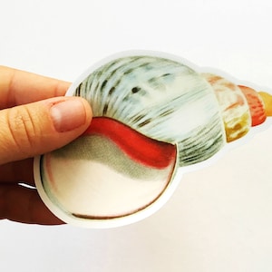 Könnte beinhalten: Eine weiße Muschel mit einem roten und gelben Streifen. Die Muschel ist ein dekorativer Aufkleber.