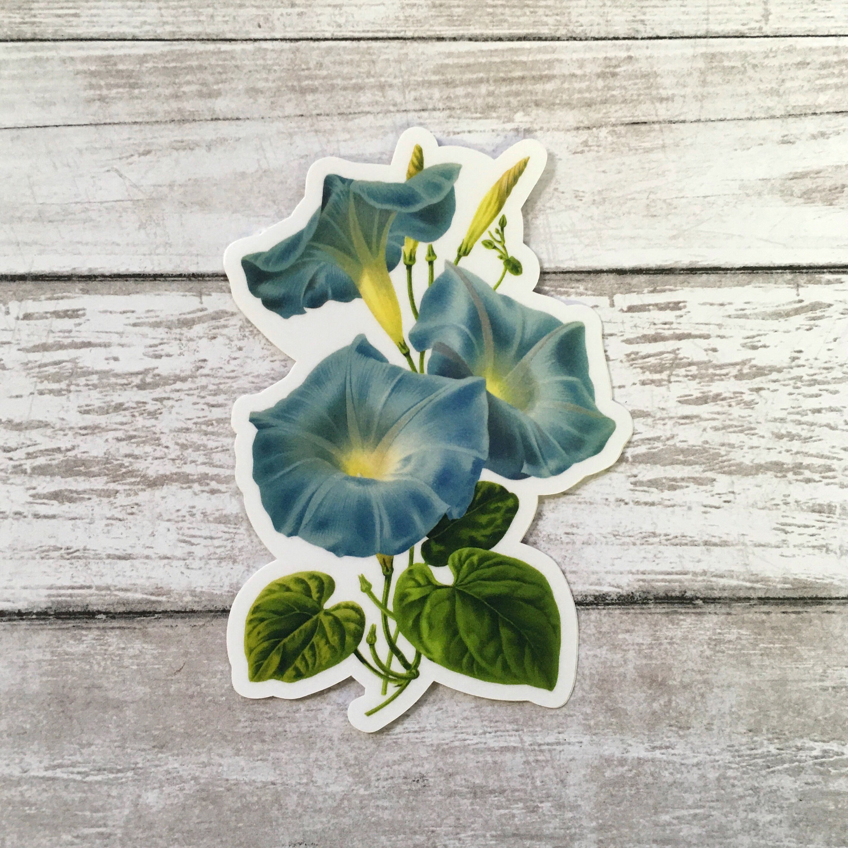 Morning Glory Stickers Vinyl, Flower Laptop Sticker Pack, Vintage Decal, Botanical Illustration Plant Mom Plants Green Thumb, Cottage Core