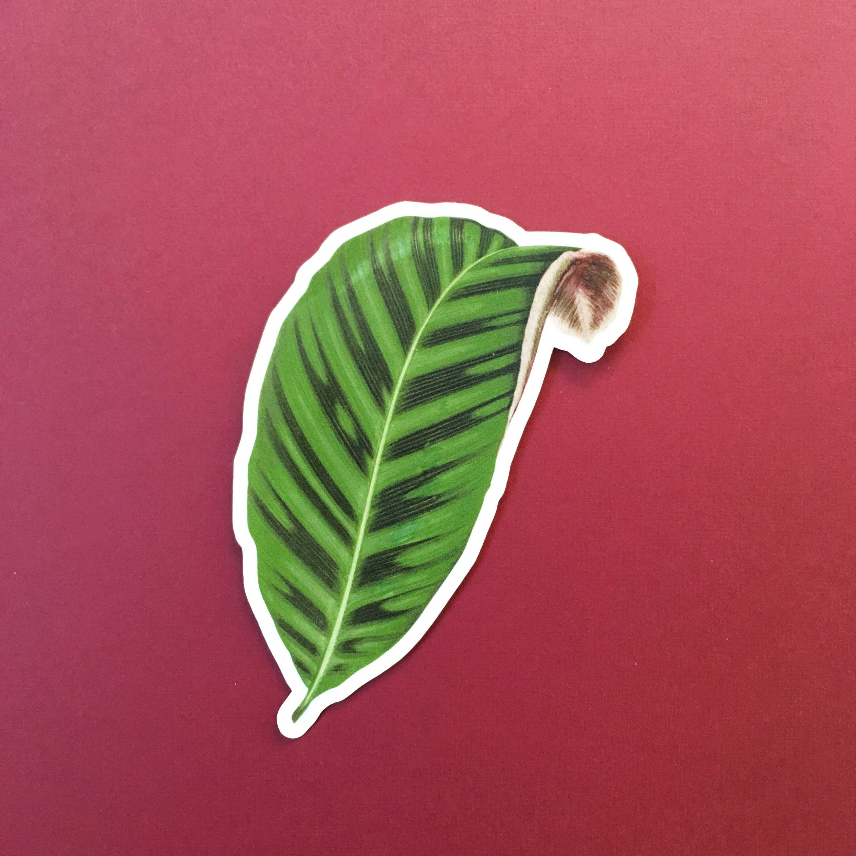 Leaf Vinyl Sticker Pack, Calathea Laptop Stickers, Vintage Decal, Botanical Illustration Plant Mom Plants Green Thumb, Flask Phone Wholesale - Thumbnail 2