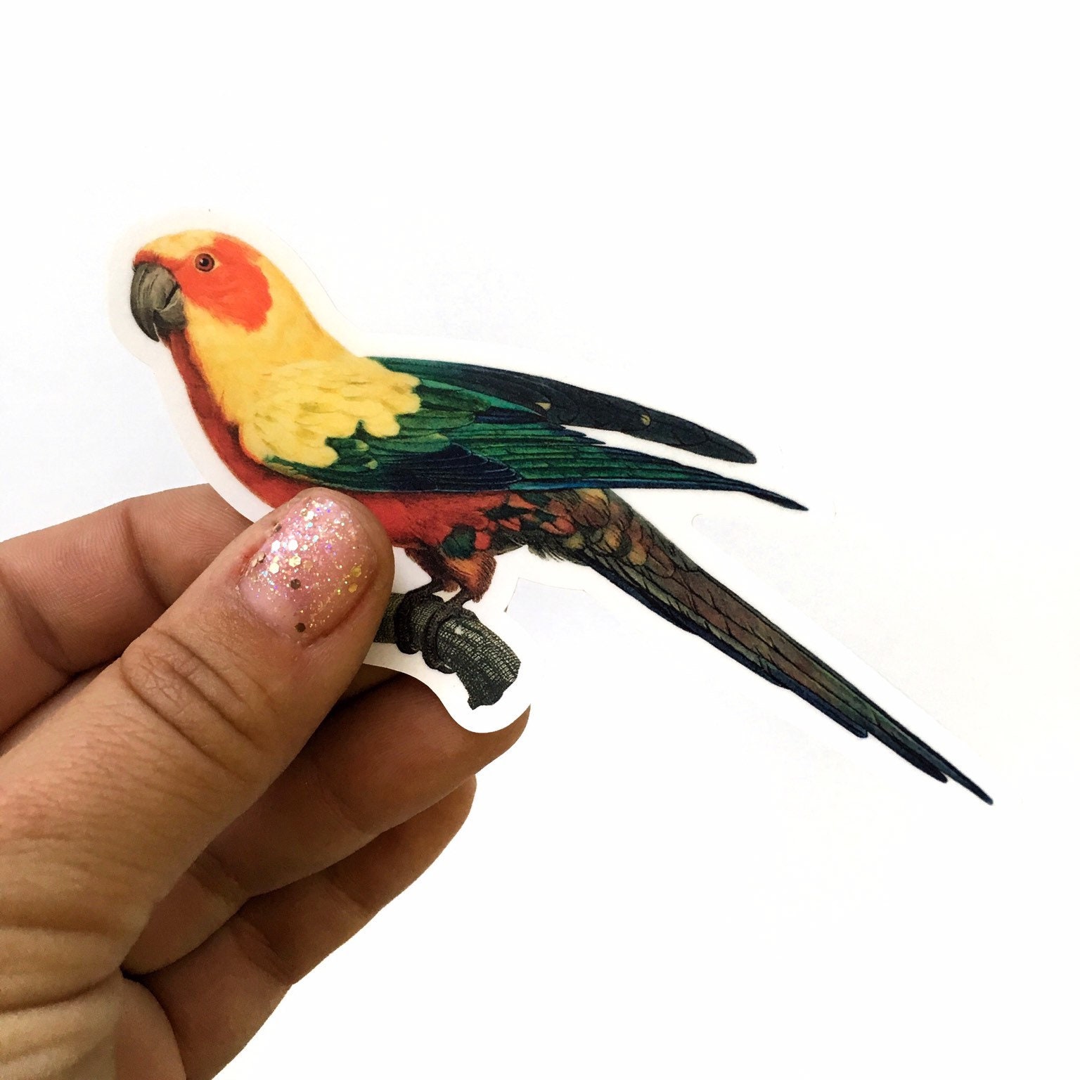 Bird Sticker, Tropical Vinyl Sticker Pack, Bumper Stickers, Laptop Parrot Parakeet, Water Bottle Decal Vintage Antique Hydroflask Flask Bulk