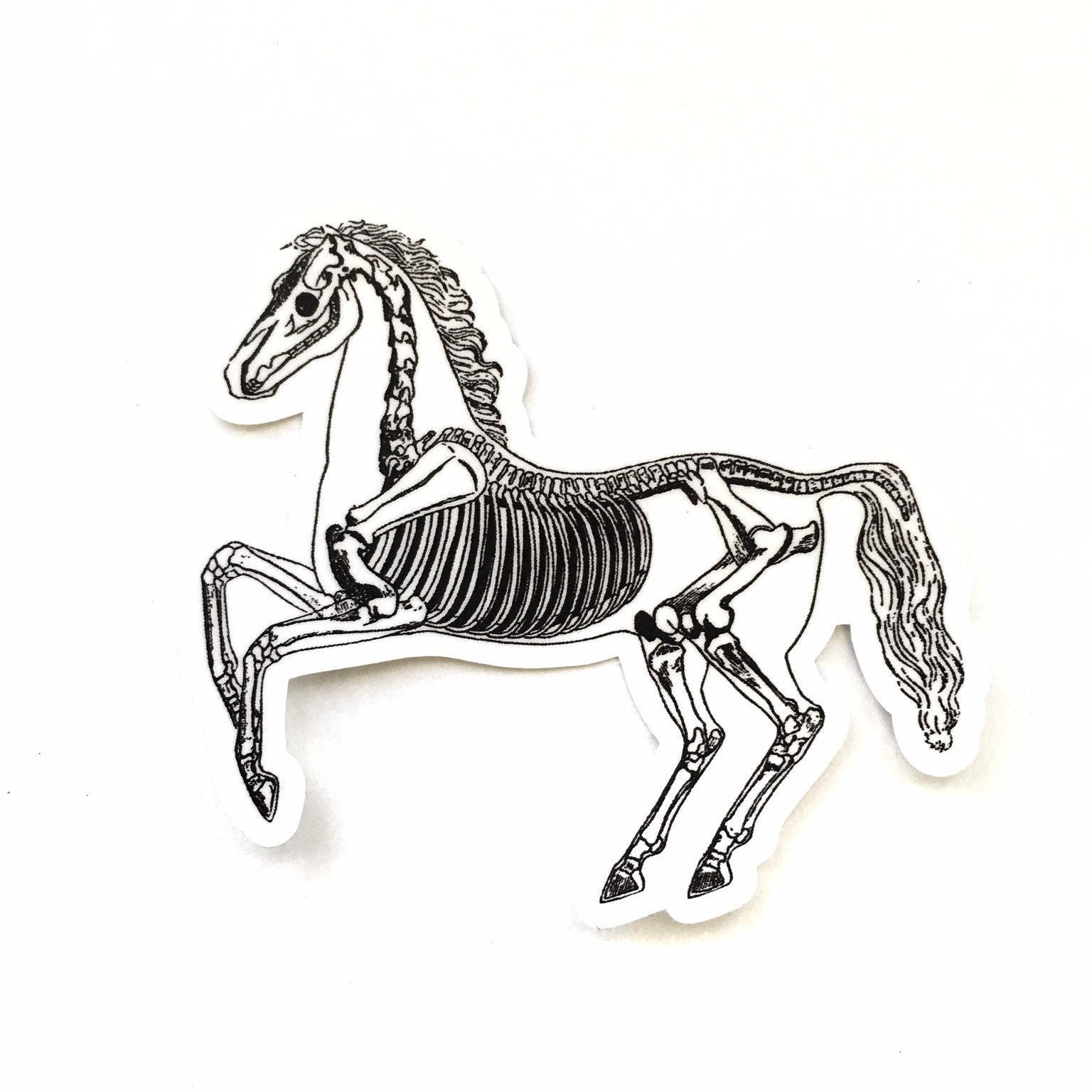 Horse Sticker, Vinyl Nonfade Skeleton Decal, Laptop Sticker Pack, Vintage Halloween Stickers, Bumper Macbook, Fathers Day Decals Anatomy