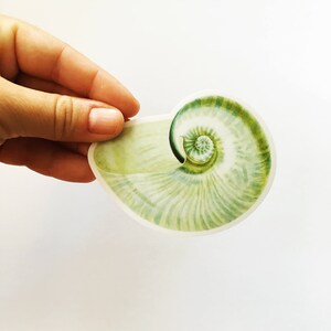 May include: A green and white seashell sticker with a spiral pattern. The sticker is on a white background.
