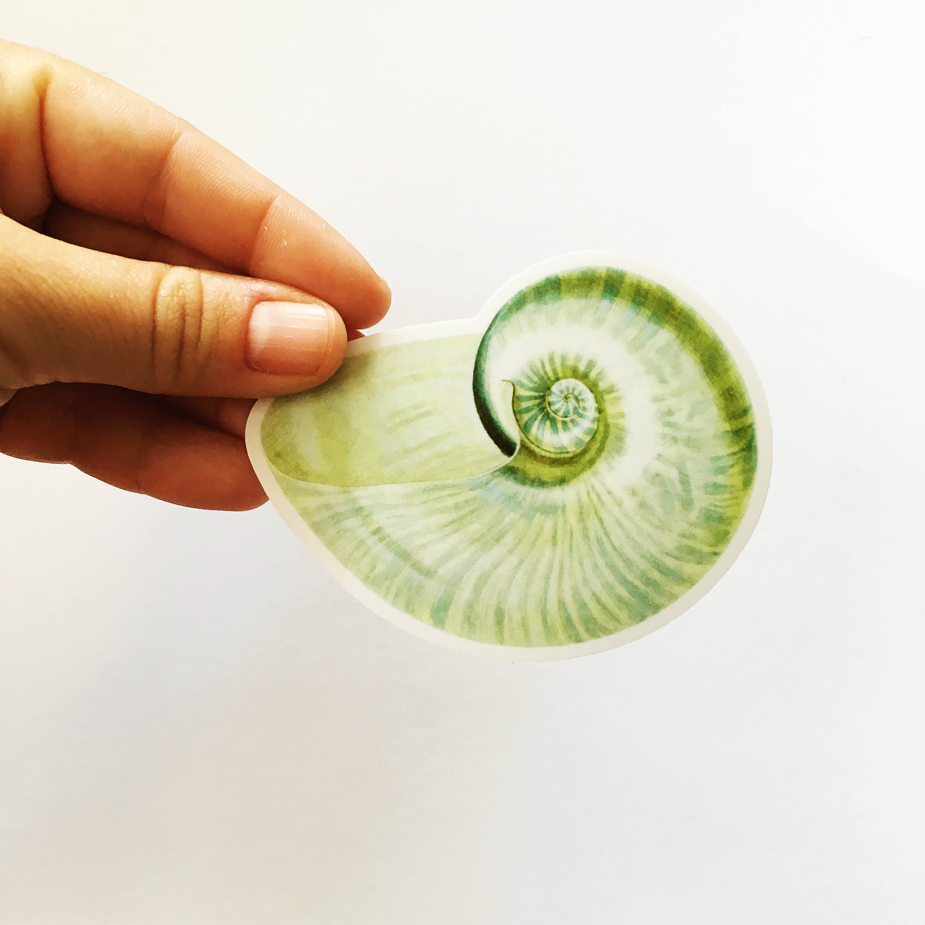 Green Seashell Sticker, Beachy Vintage Vinyl Sticker, Shell Sticker, Beach Vinyl Ocean Sticker Nautilus Sticker Laptop Sticker