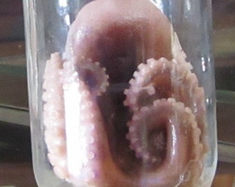 Wet Specimen Preserved Octopus taxidermy ODDITIES curiosities Steampunk Kraken