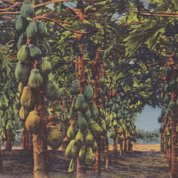 FLORIDA - a PAPAYA PLANTATION, Vintage Linen Postcard, Used & Stamped, 1950s, Curteich