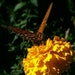 Livingprettier