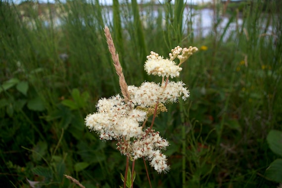 Meadowsweet, Filipendula ulmaria, Cordial, Connemara Wild Flowers, White, Green, Limited Acrylic Laminated Edition Photo