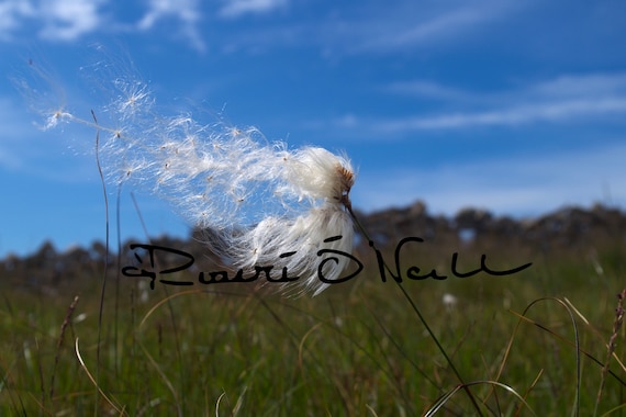 Bog Cotton Flower in the Wind Photograph Limited Edition on Canvas, ready to hang.