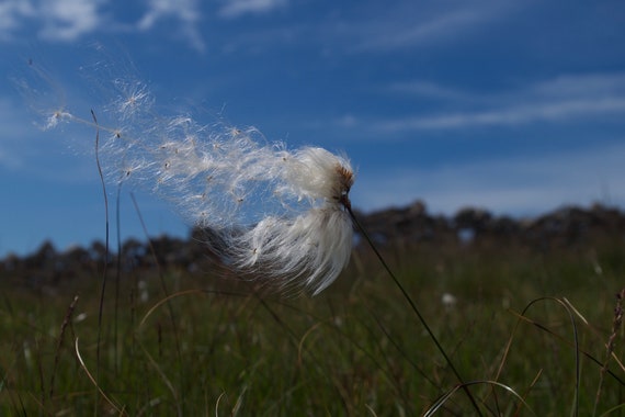 Ceannbhán sa nGrian i Spéir Gorm, Bog Cotton, Eriophorum angustifolium, Limited Edition Acrylic LaminatedPhotograph