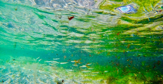 Ready To Hang, Acrylic Laminated, Atlantic Ocean Fish, Connemara, Tranquil Water Photo, Limited Edition Seascape Photo, Snorkeling Photo