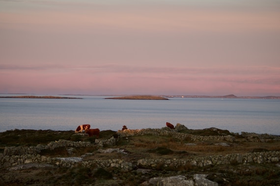 Little Islands Atlantic Ocean Connemara, Cows, Limited Edition Acrylic Laminated Ready to Hang Photo, Irish Landscape