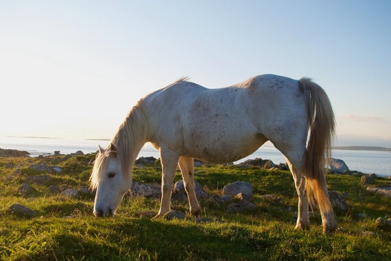 Ready To Hang, White Connemara Pony, Limited Edition Acrylic Laminated Print, Horses, Atlantic ocean,