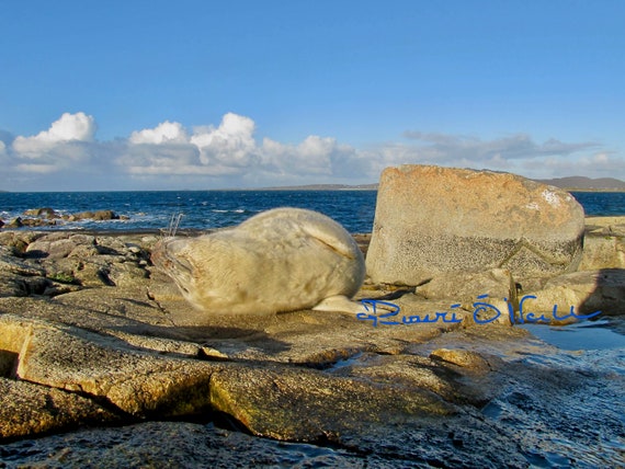 Seal Pup On Atlantic Ocean Shore Print on Canvas