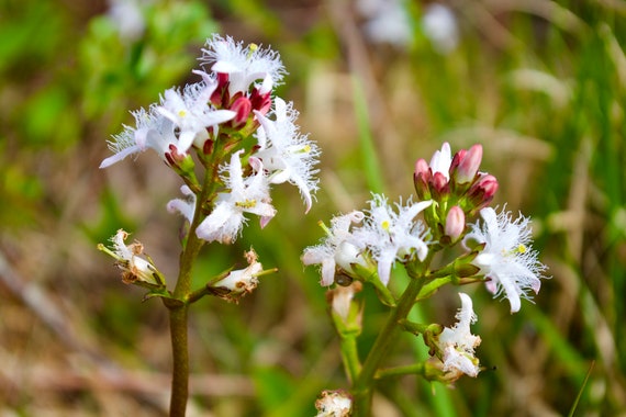 Bog-Bean Flower, Menyanthes Trifoliata, White Flower, Wild Connemara Irish Flowers, Limited Edition Acrylic Laminated Photos