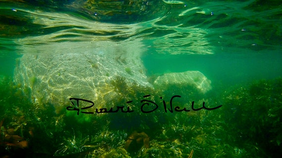 Glistening Rock Underwater Photograph on Canvas Ready to hang