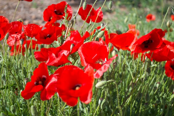 Spanish Poppy, Red Flowers, Green, Spain, España Travel, Limited Edition Photo
