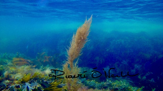 Underwater Plants  Limited Edition Photograph on Canvas Ready to hang