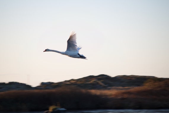 Ready To Hang Flying Swan, Limited Edition Acrylic Laminated Print, Connemara, Wildlife, Ireland