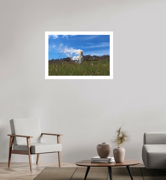 Bog Cotton Flower in the Wind Photograph Limited Edition on Canson Arches Paper