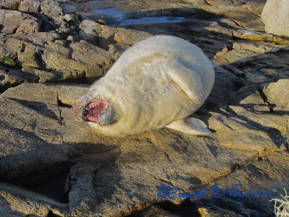 Seal Pup Warning by Atlantic Ocean Canvas Print ready to Hang