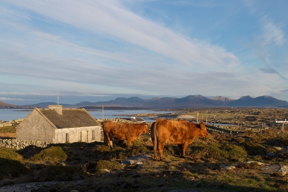 Red Cows On The Hill, Limited Edition Acrylic Laminated Ready To Hang Photo, Mountains, Blue Sky, Connemara Landscape