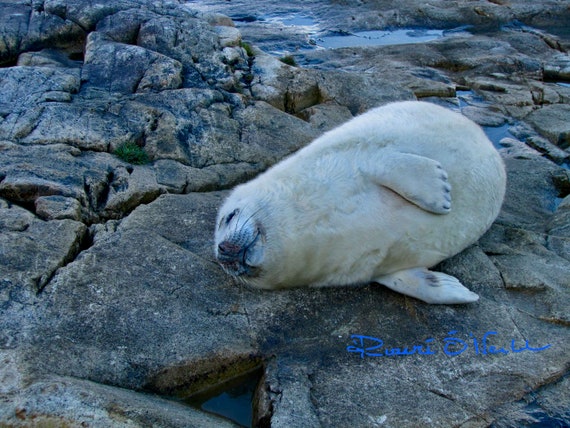 Baby Seal 2 On Atlantic Shoreline Print on Canvas