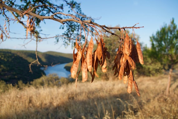 Seeds, Trees, Nature, River, Green Hills, Blue Sky, Limited Edition Photo