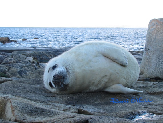 Furry Grey Seal Pup On Atlantic Shore