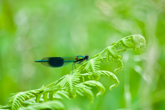 Damselfly, Green Fern, Green Landscape Limited Edition Acrylic Laminated Photo