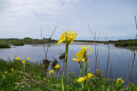 Feileastram, Wild Iris, Iris pseudacorus, Lac Du Connemara Irlande, Stone Ruins, Limited Edition Acrylic LaminatedPhoto