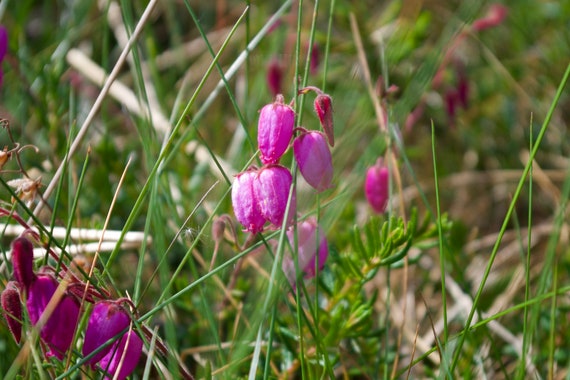 Bell Heather, Erica Cinerea, Connemara Wild Flowers, Limited Edition Acrylic Laminated Photos
