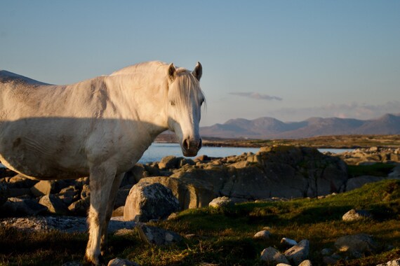Ready To Hang, Connemara Pony, Limited Edition Acrylic Laminated, Atlantic Ocean, Wild Horses, Freedom, Inspiring, Irish, Ireland