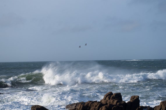 Canada Geese in Storm, Atlantic Ocean, Connemara, Limited Edition Acrylic laminated Photograph