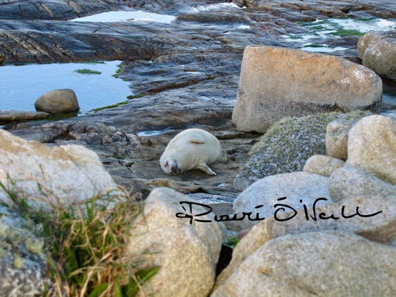 Sunbathing Seal by Atlantic Ocean Canvas Print on Wooden Frame Ready to Hang