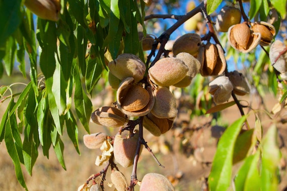 Almond Tree, Almonds, Almond Oil, Green Leaves, Spain, Limited Edition Travel Photo