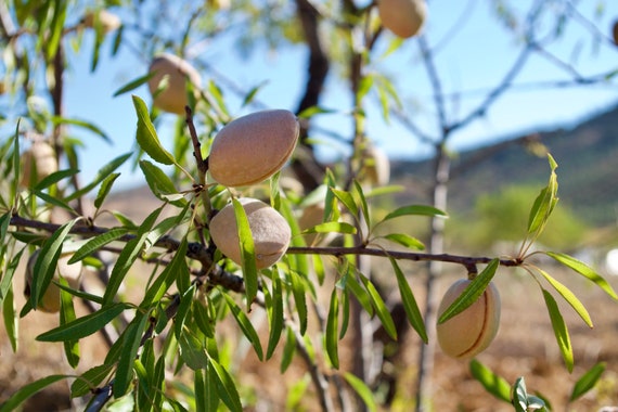 Almonds In Waiting, Spanish Sun, Tree, Green Leaves, Spain, Limited Edition Travel Photo