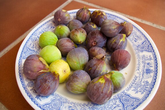 Spanish Figs, Fresh Fruit, Wild Fruit, Foraging, Limited Edition Travel Photo
